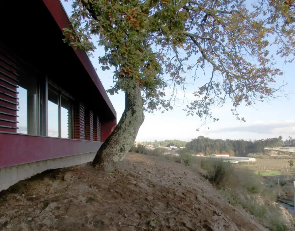 Oak tree near the balcony of the eco friendly house